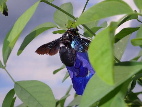 Xylocopa sp.